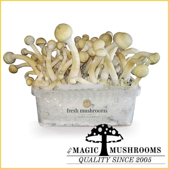 Albino A Mycelium Grow Kit