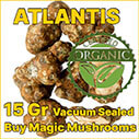 Atlantis magic mushroom truffle