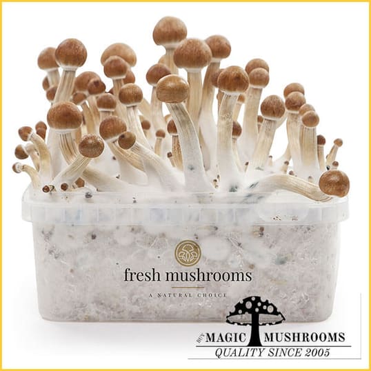 B+ Shroom Mycelium Grow Kit