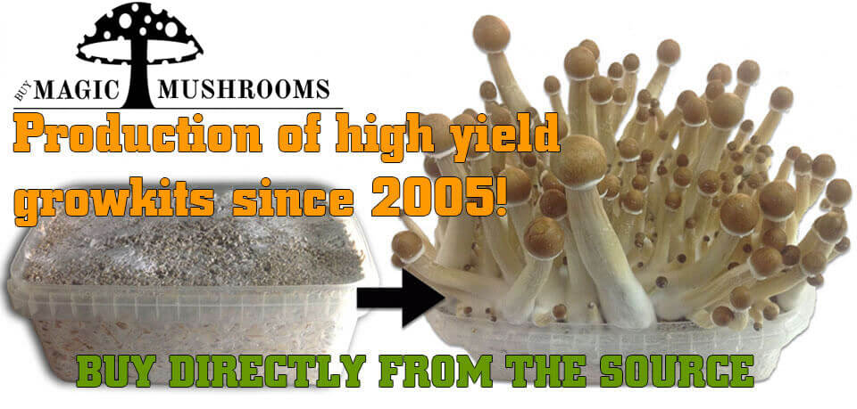 buy high yield magic mushroom growkit