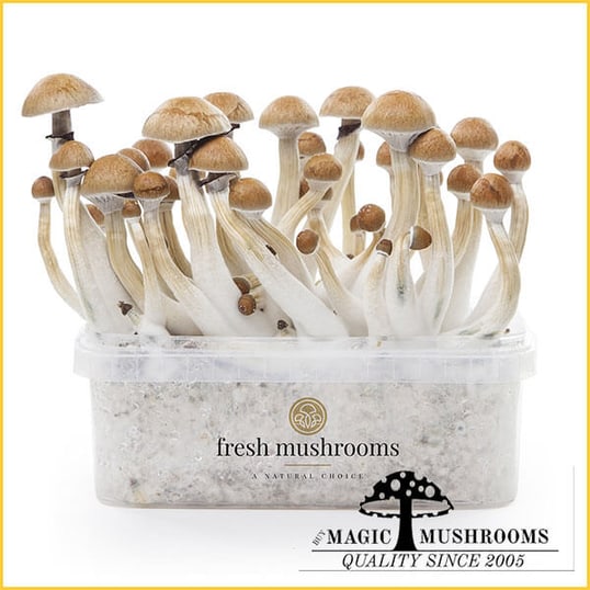 Cambodian XP magic mushroom grow kit