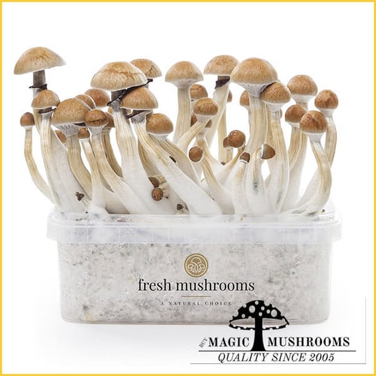 Cambodian Mycelium Grow Kit