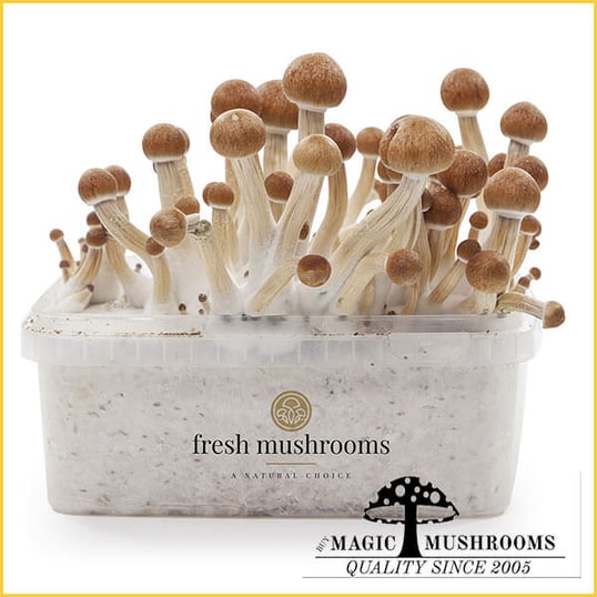 Colombian XP magic mushroom grow kit