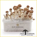Ecuador mycelium grow kit freshmushrooms