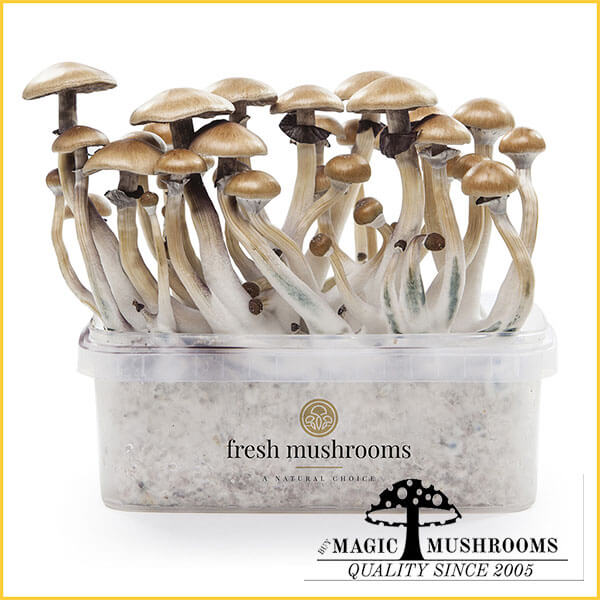Golden Teacher XP magic mushroom grow kit