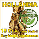 Hollandia magic mushroom truffle