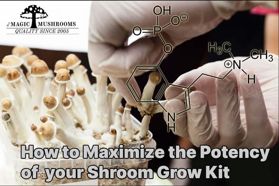 How to Maximize the Potency of Your Shroom Grow Kit