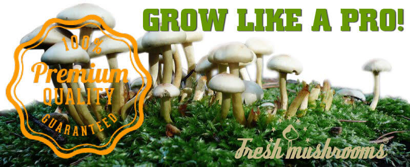 Magic Mushroom Grow Kits Will Save You Money