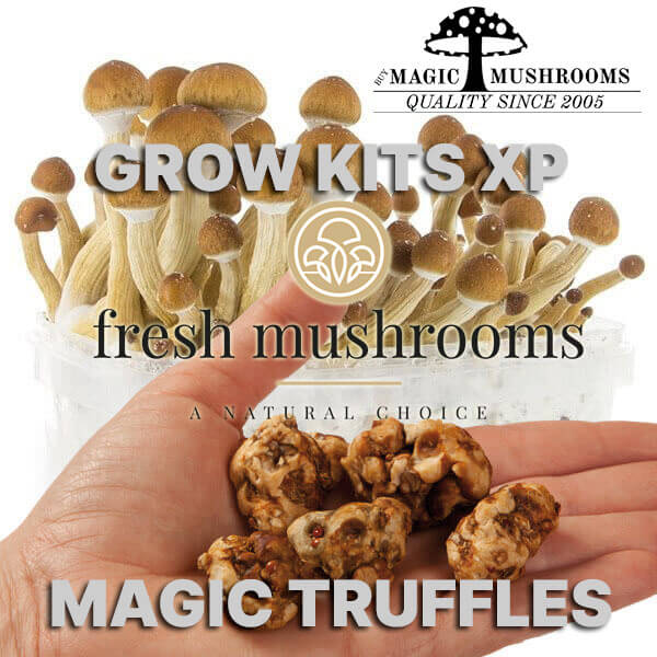 Magic Mushroom Truffles Grow Kits