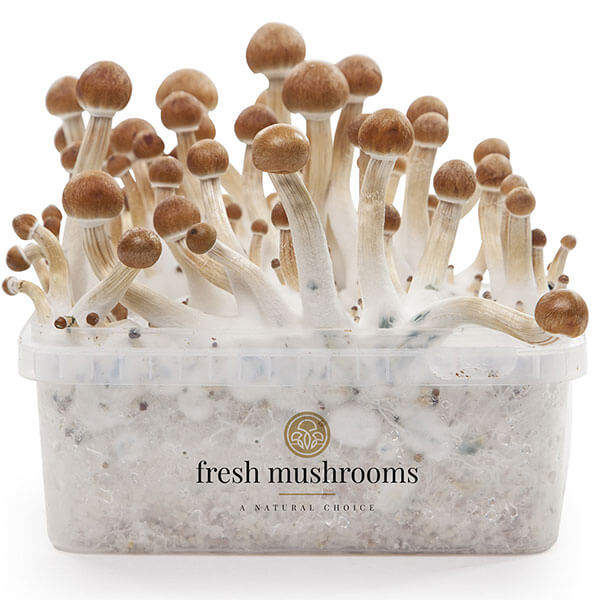 Magic Mushroom Growkit XP by Freshmushrooms