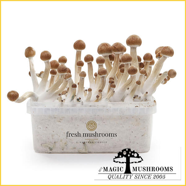 Mazatapec XP magic mushroom grow kit