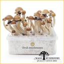 Mckennaii psilocybin mushrooms mycelium grow kit xp freshmushrooms