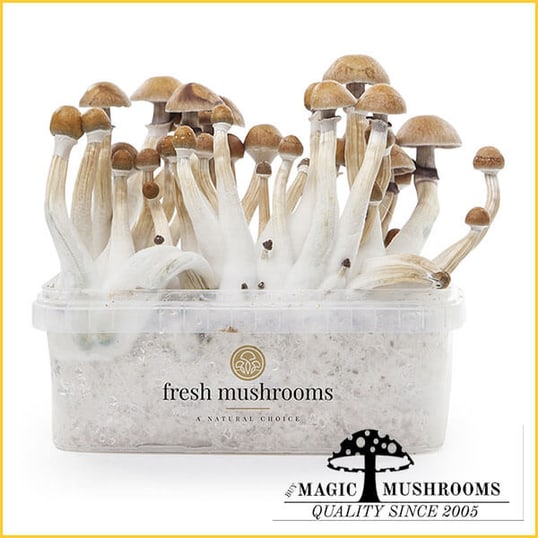 Mexican XP magic mushroom grow kit