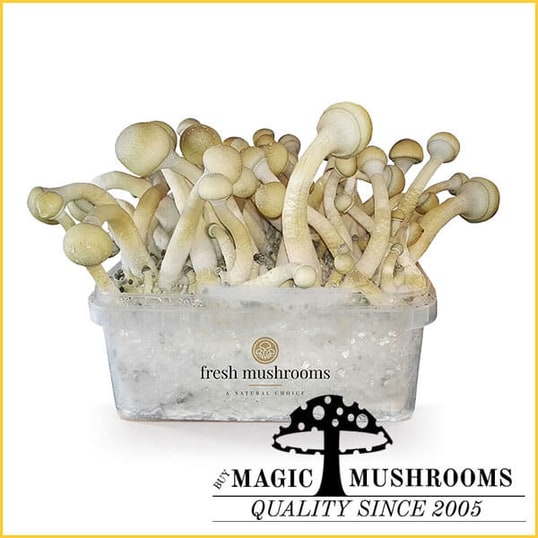 Moby Dick XP magic mushroom grow kit