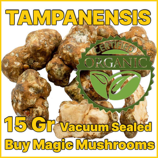 Tampanensis magic truffles psilocybe