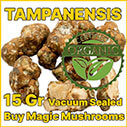 Tampanensis magic mushroom truffle
