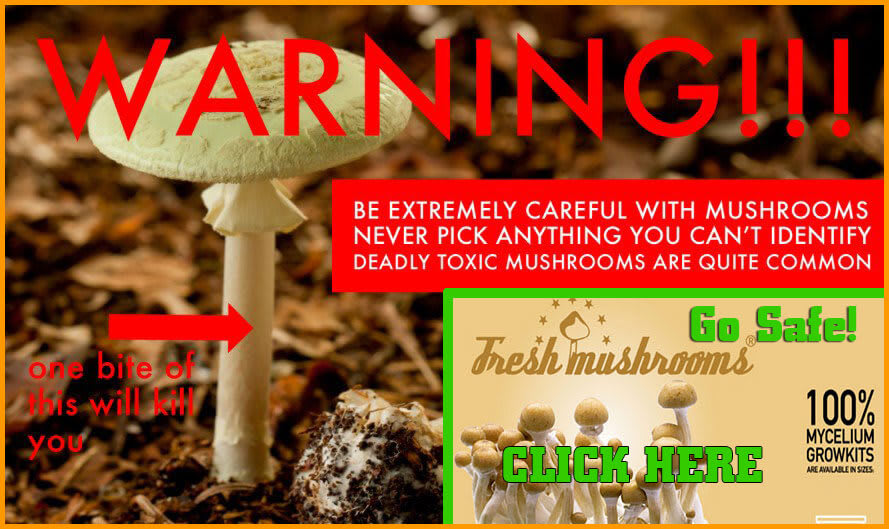 wild picking magic mushrooms kill you