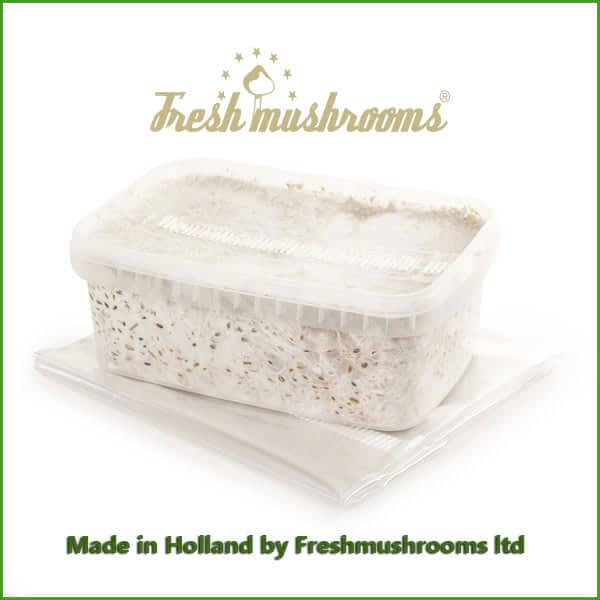 Colombian 1200ml Grow Kit Freshmushrooms Colombian 1200ml Grow Kit Freshmushrooms