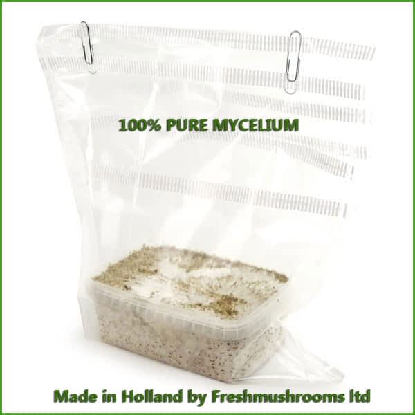 Golden Teacher 100% mycelium growkit Golden Teacher 100% mycelium growkit