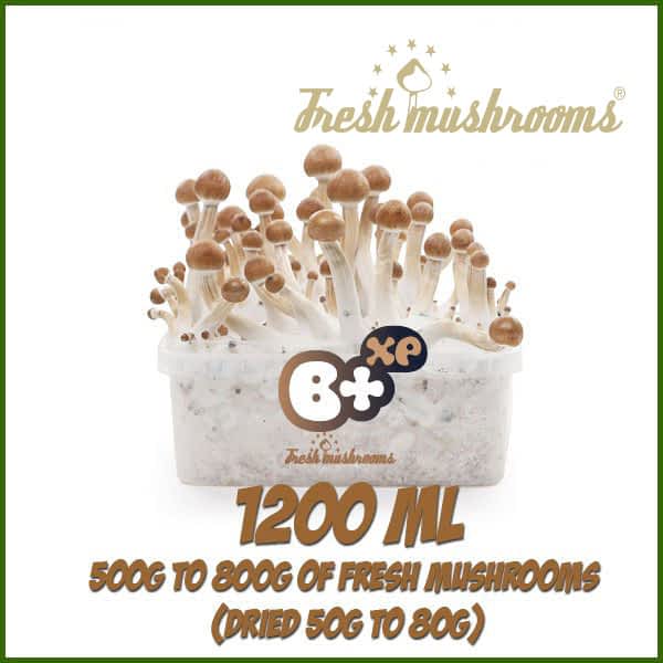 B+ 1200ml grow kit freshmushrooms mycelium cubensis B+ 1200ml grow kit freshmushrooms mycelium cubensis