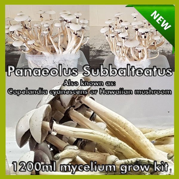 Panaeolus Subbalteatus Copelandia cyanescens or Hawaiian mushroom Panaeolus Subbalteatus Copelandia cyanescens or Hawaiian mushroom