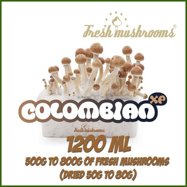 Colombian 1200ml Grow Kit Freshmushrooms Colombian 1200ml Grow Kit Freshmushrooms