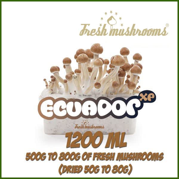 Ecuador 1200ml Grow Kit Freshmushrooms Ecuador 1200ml Grow Kit Freshmushrooms