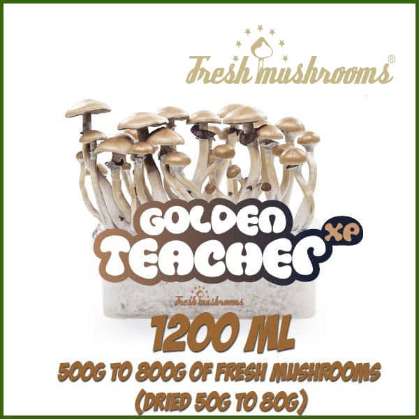 Golden Teacher 1200ml Grow Kit Freshmushrooms Golden Teacher 1200ml Grow Kit Freshmushrooms
