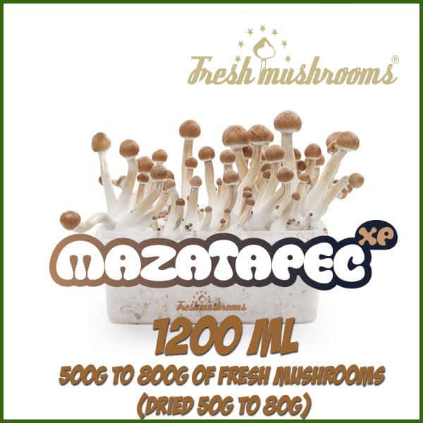 Mazatapec 1200ml Grow Kit Freshmushrooms Mazatapec 1200ml Grow Kit Freshmushrooms