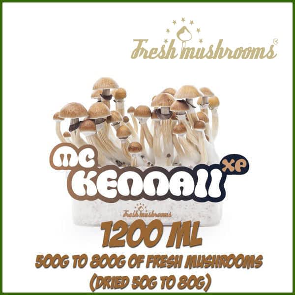 McKennaii magic mushroom grow kit by freshmushrooms McKennaii magic mushroom grow kit by freshmushrooms