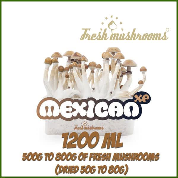 Mexican 1200ml Grow Kit Freshmushrooms Mexican 1200ml Grow Kit Freshmushrooms