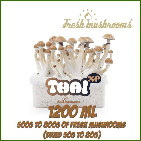 Thai 1200ml Grow Kit Freshmushrooms Thai 1200ml Grow Kit Freshmushrooms